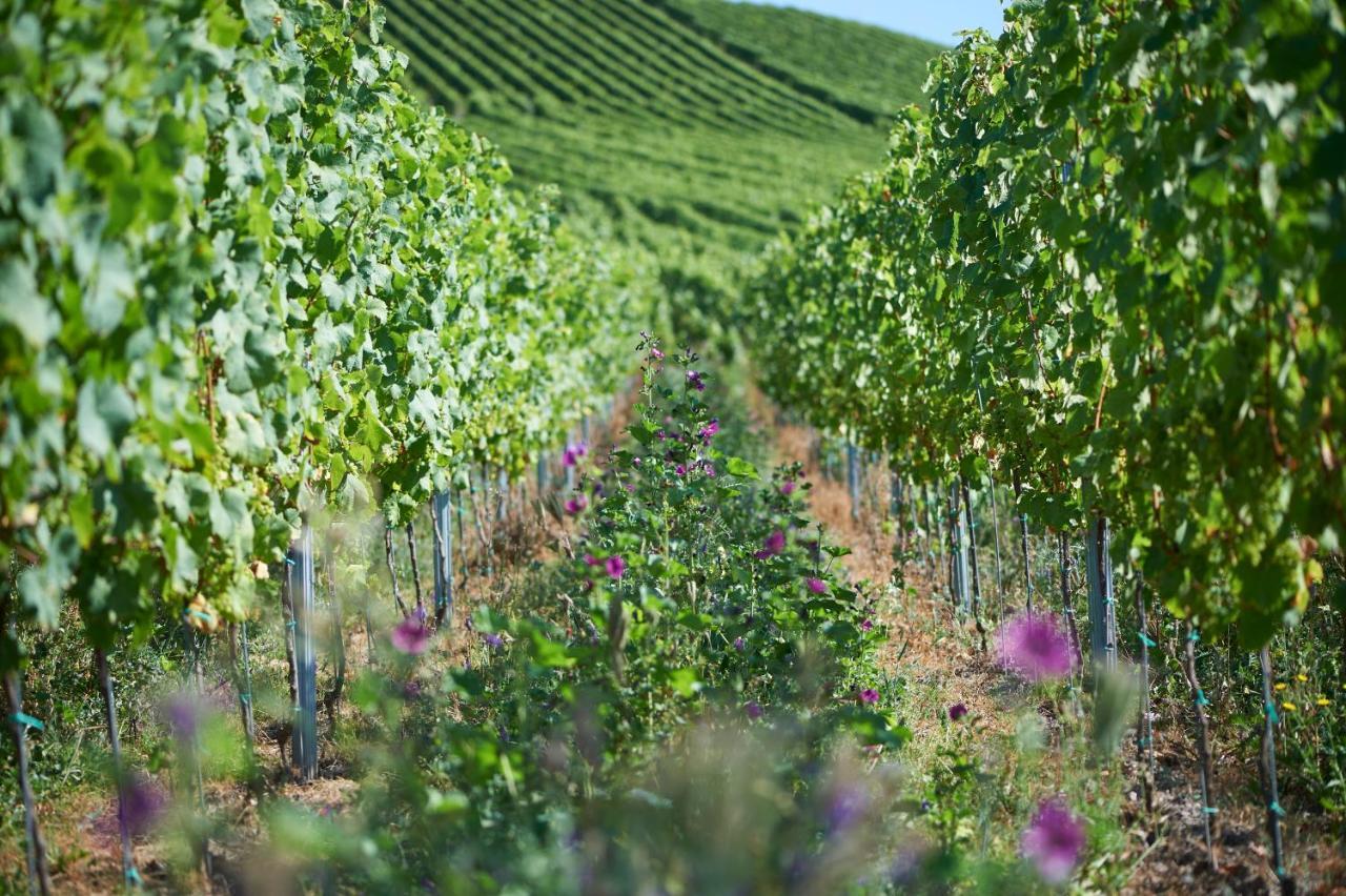Appartement Ferienweingut Willems *
